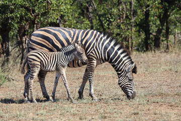 Steppenzebra / Burchell's zebra / Equus quagga burchellii.