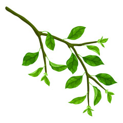 Illustration of branch with leaves. Spring or summer stylized foliage.