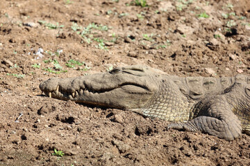 Nilkrokodil / Nile crocodile / Crocodylus niloticus