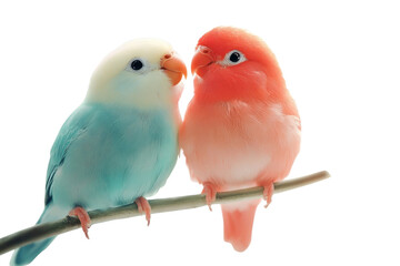 Fototapeta premium PNG Love bird birds photography lovebirds.