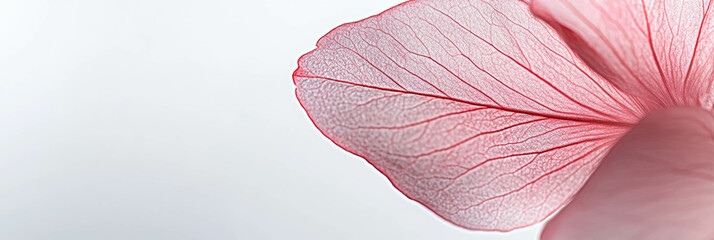 Single sakura petal featuring intricate veins on a bright white background ideal for banners