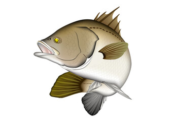 バラマンディ　イラスト　ベクター　(Barramundi)