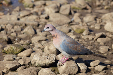 Palmtaube oder Senegaltaube / Laughing dove or Little brown dove / Stigmatopelia senegalensis uel Spilopelia senegalensis
