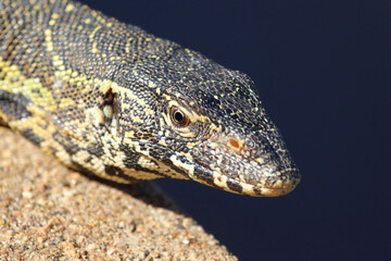 Nilwaran / Nile monitor / Varanus niloticus