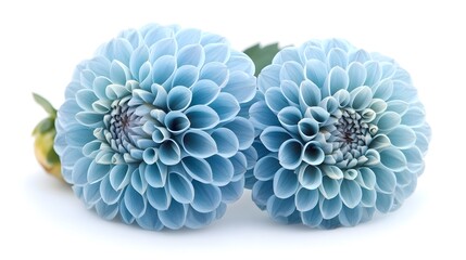 Two blue flowers on a white background with macro view of exotic turquoise flowers in full detail