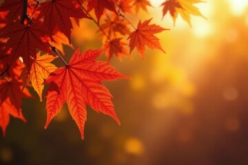 Maple leaves against a backdrop of warm golden light, landscape, warm, maples