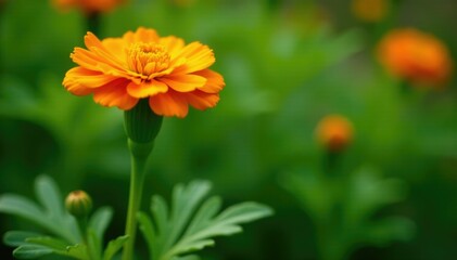 Marigold stem with bright orange blooms amidst lush green foliage, orange marigolds, flowers in garden, green
