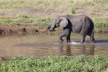 Afrikanischer Elefant / African elephant / Loxodonta africana