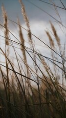 Fototapeta premium Golden Whispers: Tall Grasses Swaying in the Breeze