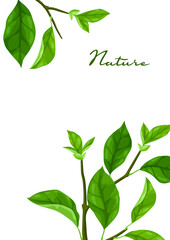 Background with branches and leaves. Spring or summer stylized foliage.