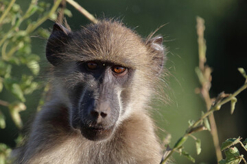B&auml;renpavian / Chacma baboon / Papio ursinus
