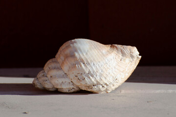 sea shell on the wooden background