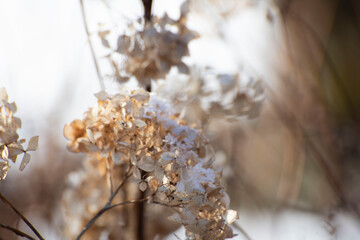 spring blossom in spring