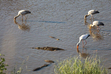 Nilkrokodil und Nimmersatt / Nile crocodile and Yellow-billed stork / Crocodylus niloticus et...