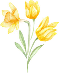 Fresh Daffodils and Tulips for Spring
