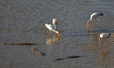 Nilkrokodil und Nimmersatt / Nile crocodile and Yellow-billed stork / Crocodylus niloticus et...