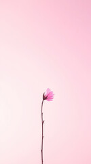 Fototapeta premium Minimalist floral design featuring single blooming branch on pastel pink background for elegant decor