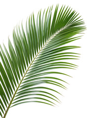 Obraz premium Close-up of a vibrant palm leaf against a transparent Background