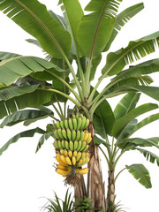 Lush Banana Tree with Ripening Fruit Against transparent Background