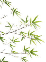 Fototapeta premium Fresh Bamboo Leaves Against a transparent Background