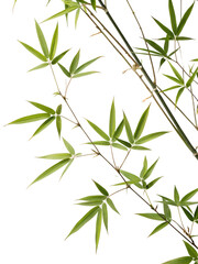 Fototapeta premium Lush Bamboo Leaves Against a transparent Background