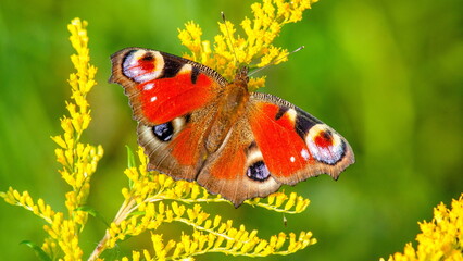 butterfly on a flower