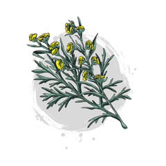 Watercolor sketch illustration of a wormwood branch with flowers.