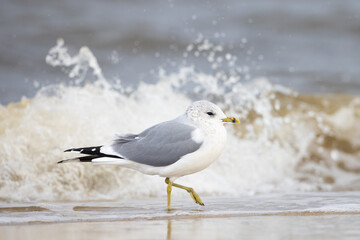 adult winter plumage Common Gull Larus canus on winter beach on Insel Usedom, Germany