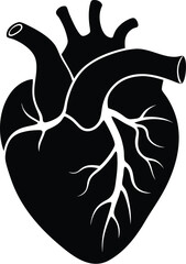 human heart silhouette, human heart vector icon design, anatomical illustration graphic