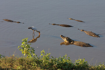 Nilkrokodil und Nimmersatt / Nile crocodile and Yellow-billed stork / Crocodylus niloticus et Mycteria ibis