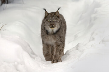 Front view of Canada lynx Lynx canadensis walking in the snow