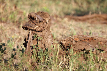 Afrikanischer Busch - Krüger Park - Baum / African Bush  - Kruger Park - Tree /