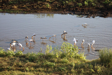 Nimmersatt / Yellow-billed stork / Mycteria ibis