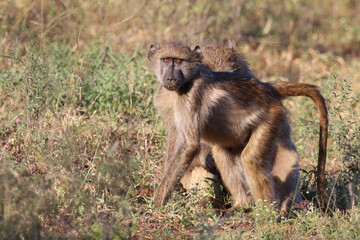 Bärenpavian / Chacma baboon / Papio ursinus