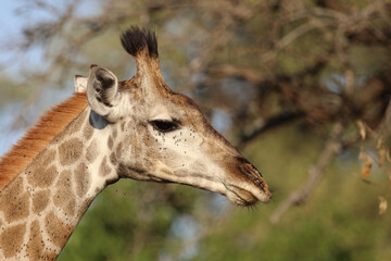 Giraffe / Giraffe / Giraffa camelopardalis