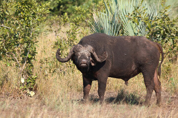 Fototapeta premium Kaffernbüffel / African buffalo / Syncerus caffer