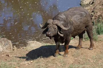 Obraz premium Kaffernbüffel / African buffalo / Syncerus caffer