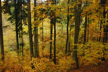 Fototapeta premium autumn in the woods