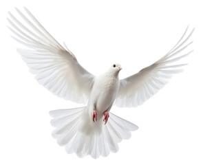 Obraz premium PNG Flying white dove animal bird wildlife.