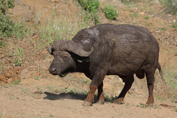Fototapeta premium Kaffernbüffel / African buffalo / Syncerus caffer