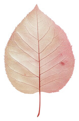Obraz premium PNG Real Pressed a rose leaf flower plant photography.