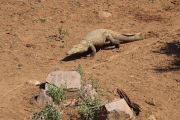 Nilkrokodil / Nile crocodile / Crocodylus niloticus