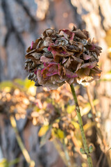 Dried Hydrangea in a Natural Setting
