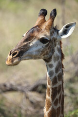 Giraffe / Giraffe / Giraffa camelopardalis