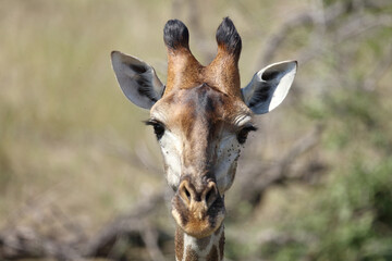 Giraffe / Giraffe / Giraffa camelopardalis