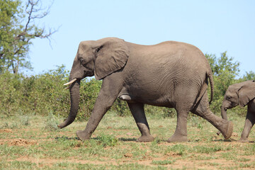 Obraz premium Afrikanischer Elefant / African elephant / Loxodonta africana