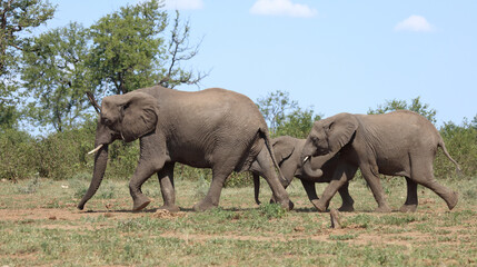 Afrikanischer Elefant / African elephant / Loxodonta africana