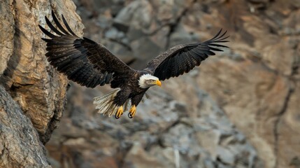 Naklejka premium Majestic Bald Eagle in Flight Above Rocky Landscape with Wings Spread