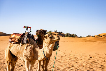 Camels in the Sahara desert, Morocco travel destination in Africa.