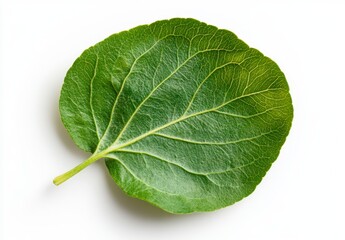 Obraz premium Close Up View Of Green Leaf On White Background